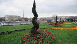 Bağcılar Belediyesi Hazır Rulo Çim Uygulaması